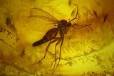 Fossil Fly (Diptera) and a Mite (Acari) in Baltic Amber #135081-2